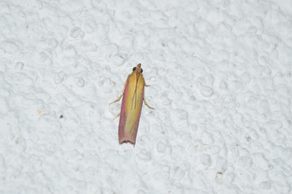 Oncocera semirubella - lucernamoly