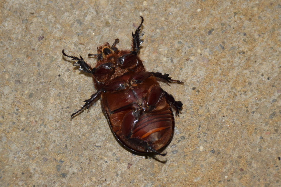 Oryctes nasicornis - orrszarvú bogár