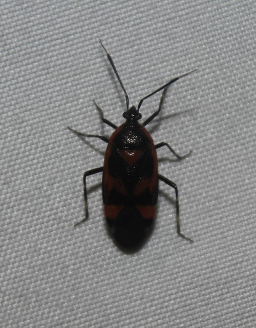 Deraeocoris trifasciatus - nagy mezeipoloska