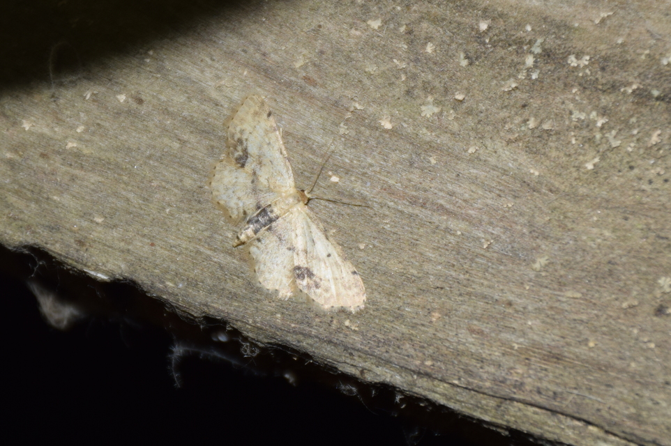Idaea dimidiata - gyakori apróaraszoló