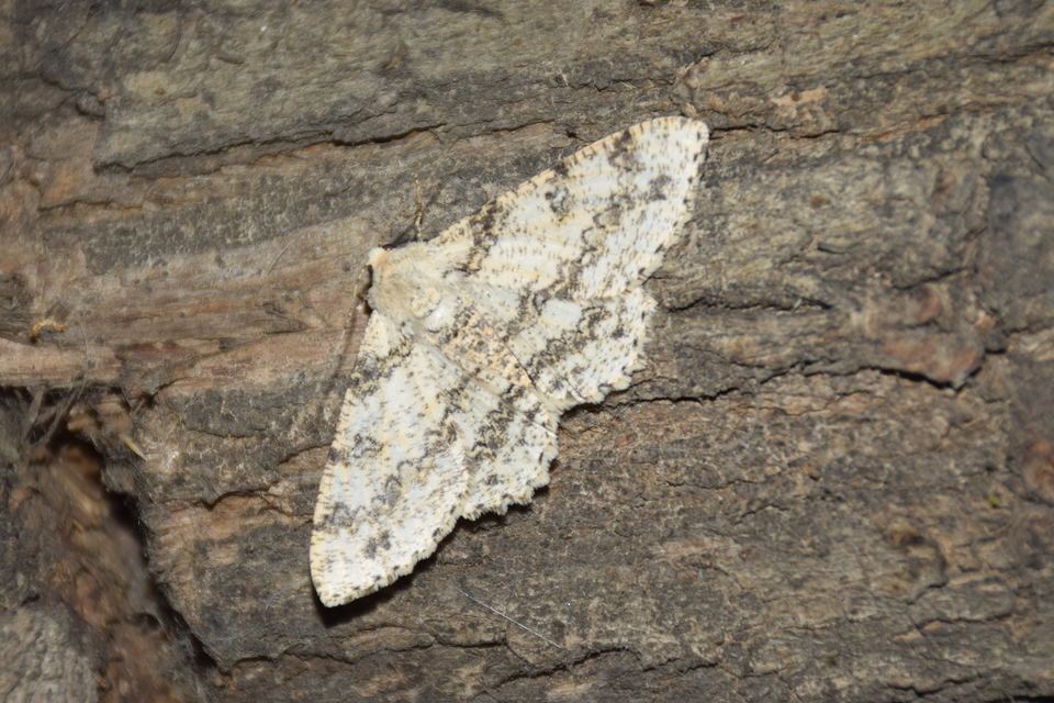 Ascotis selenaria - holdas faaraszoló