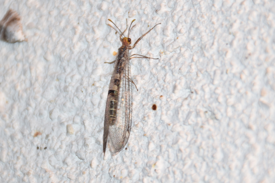 Megistopus flavicornis - kétfoltos hangyaleső