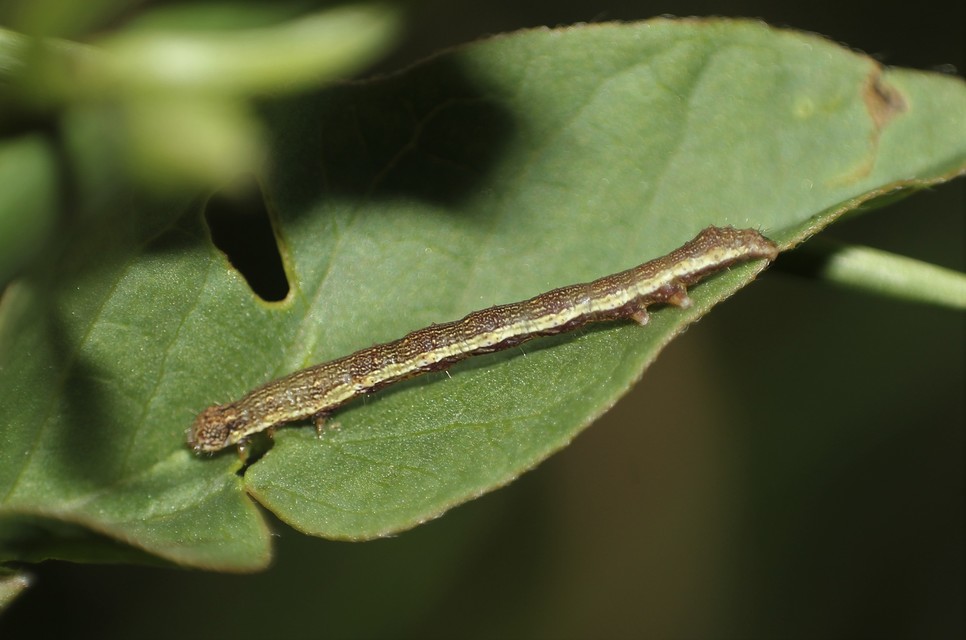 Emmelia trabealis - zebrabagoly