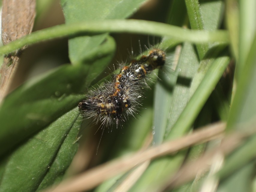 Acronicta rumicis - sóska-szigonyosbagoly
