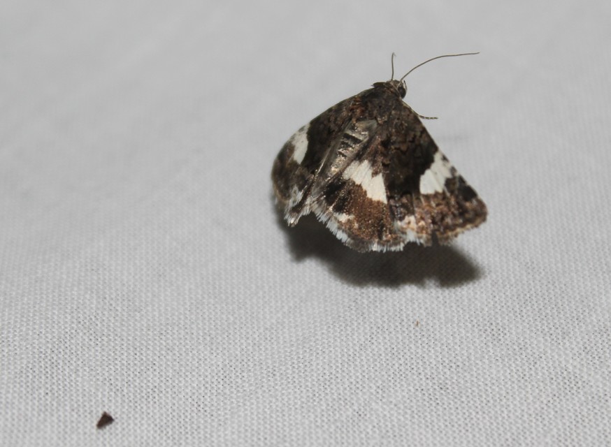 Tyta luctuosa - fekete nappalibagoly