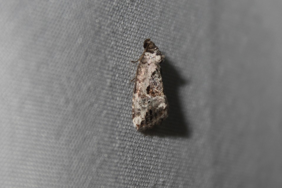 Hapalotis venustula - rózsaszínű mázasbagoly