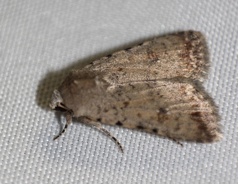 Paradrina clavipalpis - közönséges selymesbagoly