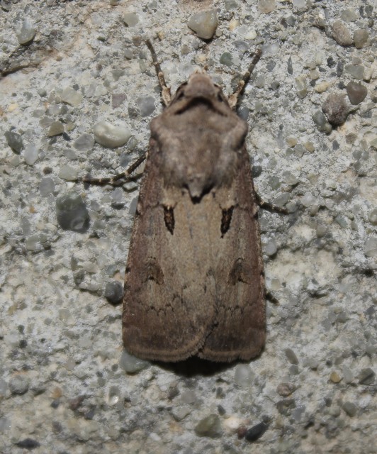Agrotis exclamationis - felkiáltójeles földibagoly
