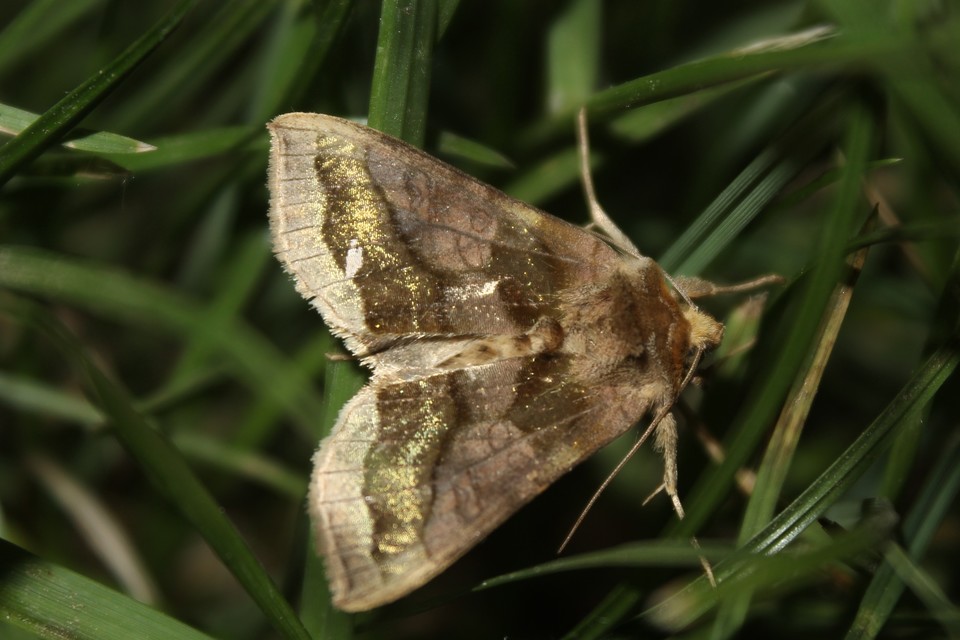 Diachrysia chrysitis/stenochrysis