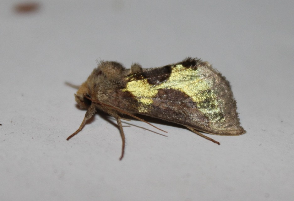 Diachrysia chrysitis/stenochrysis