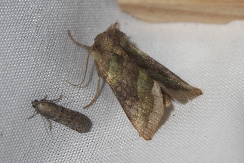 Diachrysia chrysitis - aranybagoly