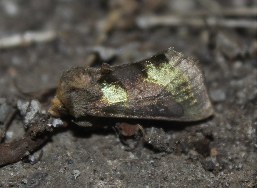 Diachrysia chrysitis - aranybagoly