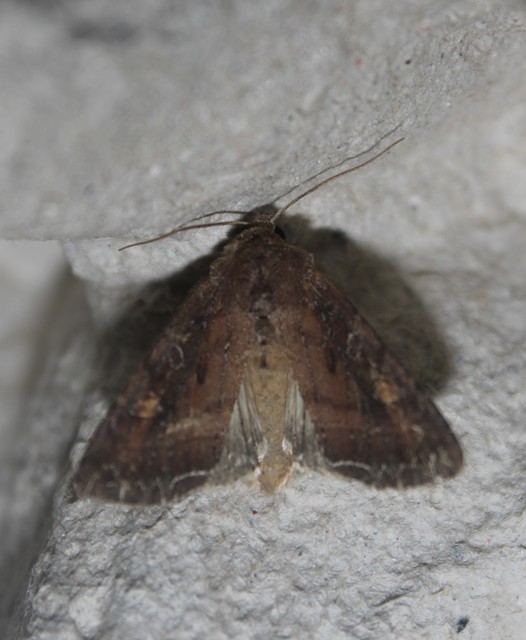 Lacanobia oleracea - saláta-kertibagoly