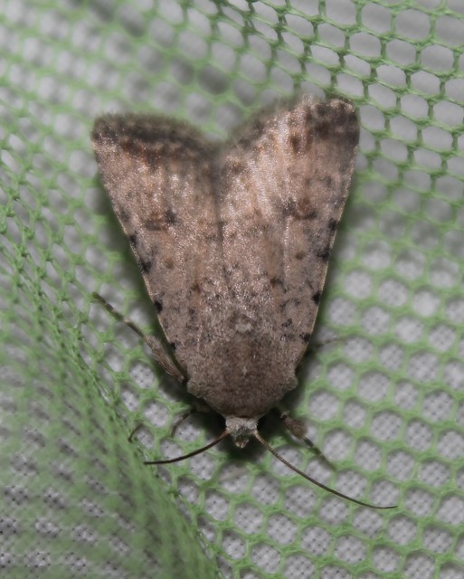 Paradrina clavipalpis - közönséges selymesbagoly