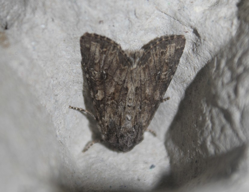 Apamea sordens - kalászrágó dudvabagoly