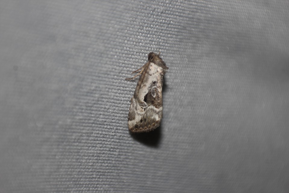 Hapalotis venustula - rózsaszínű mázasbagoly