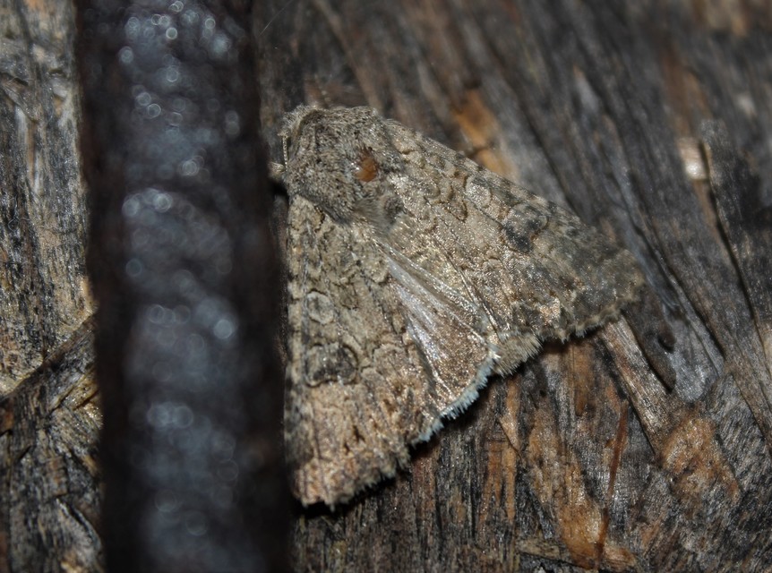 Hadula trifolii - lóherebagoly