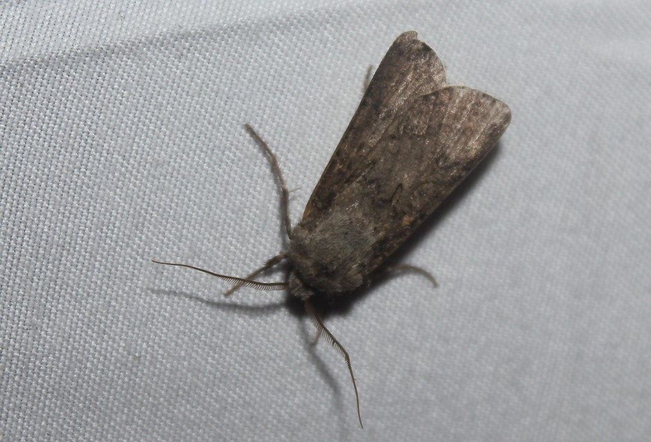 Agrotis segetum - vetési földibagoly