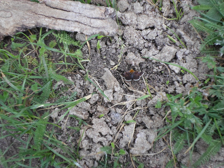 Apaustis rupicola - kakukkfű-törpebagoly