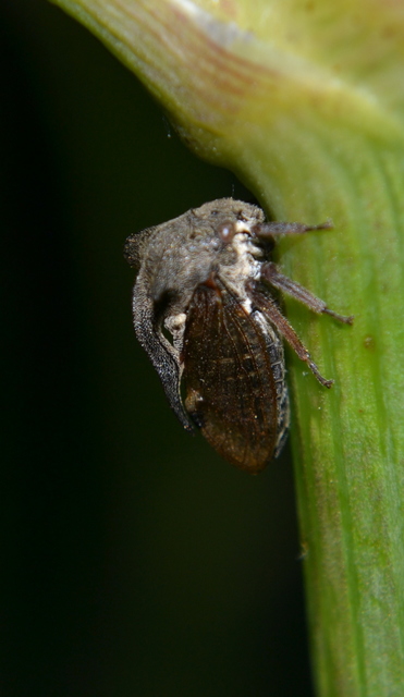Centrotus cornutus - szarvaskabóca