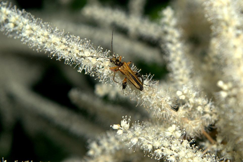 Oedemera podagrariae - székfű-álcincér