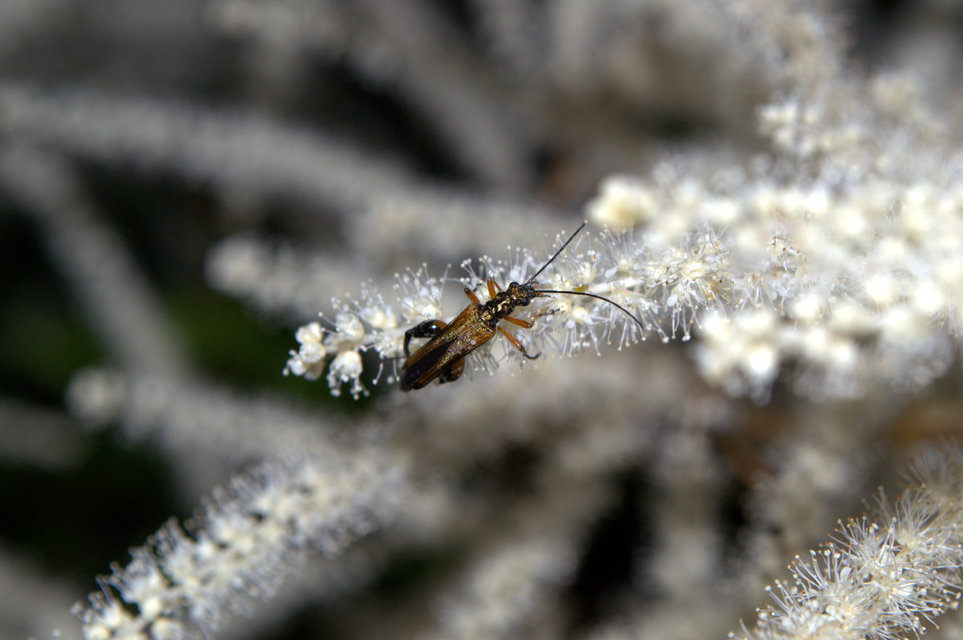 Oedemera podagrariae - székfű-álcincér