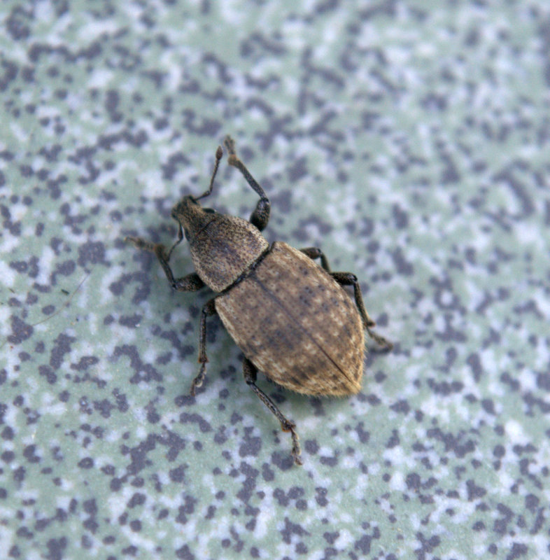 Barynotus obscurus - laposszemű busaormányos