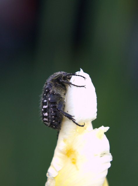 Oxythyrea funesta - sokpettyes virágbogár