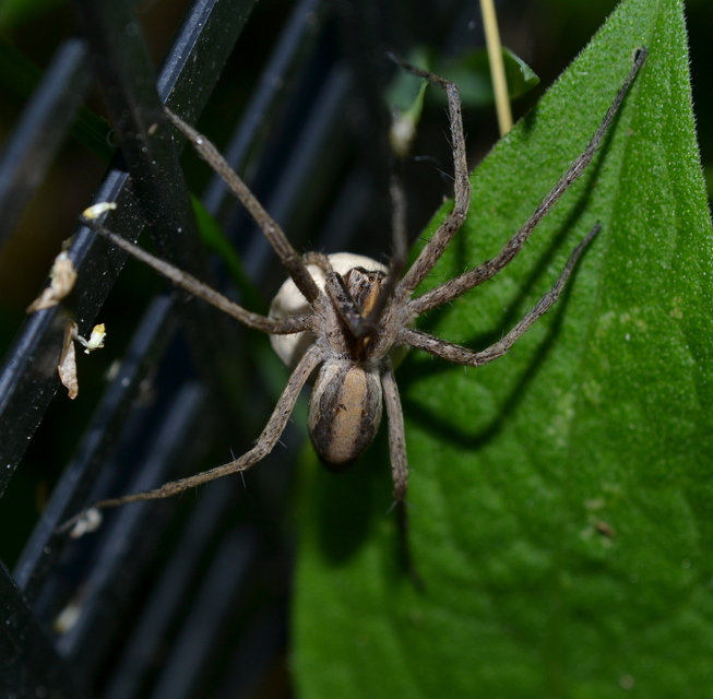 Pisaura mirabilis - csodáspók