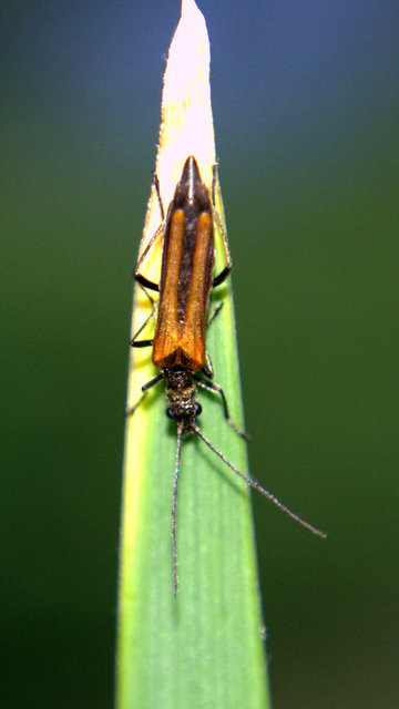 Oedemera femorata - sárgahátú álcincér