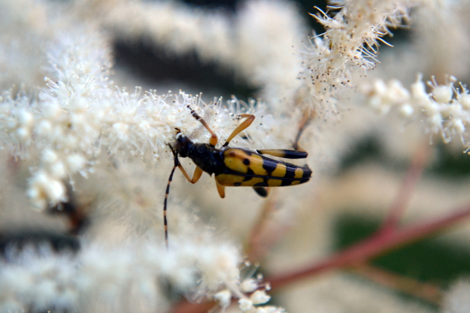 Rutpela maculata - tarkacsápú karcsúcincér