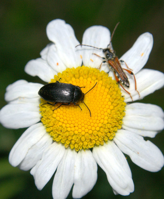 Podonta nigrita - szerecsenbogár