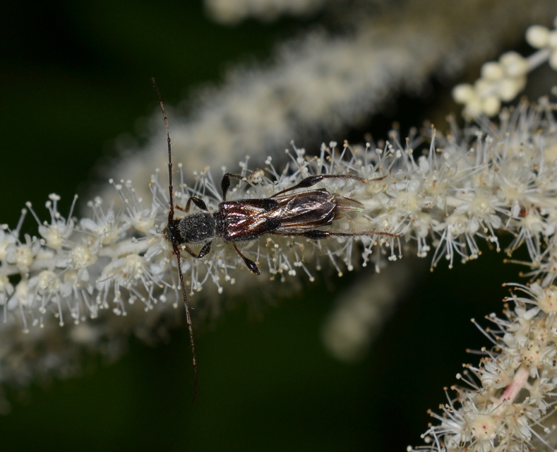 Molorchus minor - kis légycincér