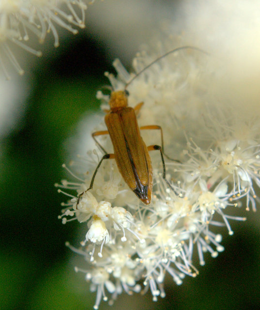 Oedemera podagrariae - székfű-álcincér