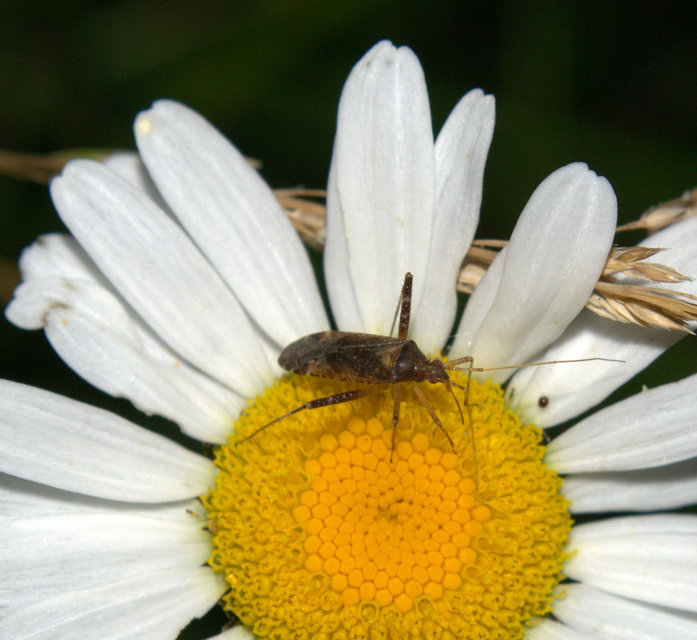 Phytocoris ulmi - szilfapoloska