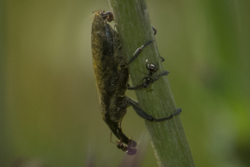 Lixus pulverulentus - mályvafúró dudvabarkó
