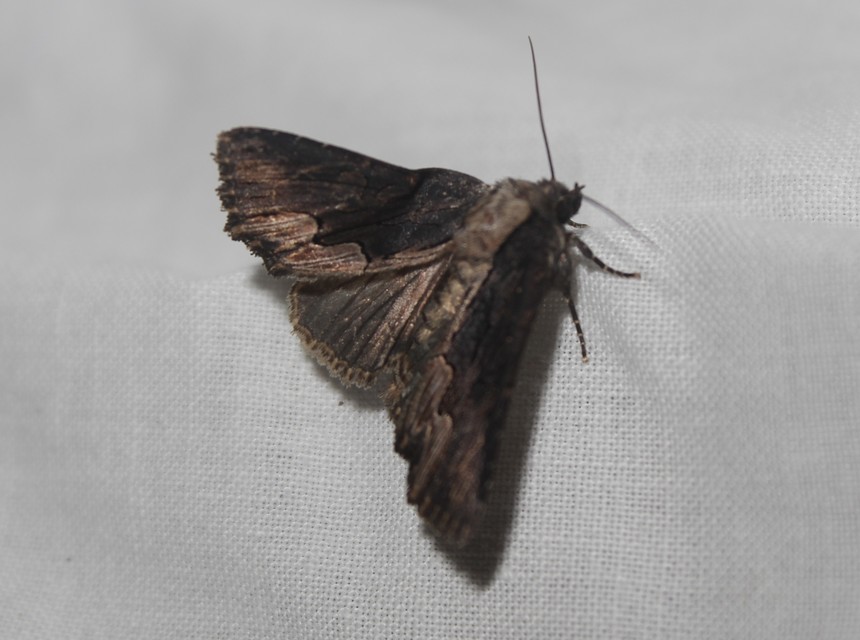 Dypterygia scabriuscula - szurokbarna nyáribagoly