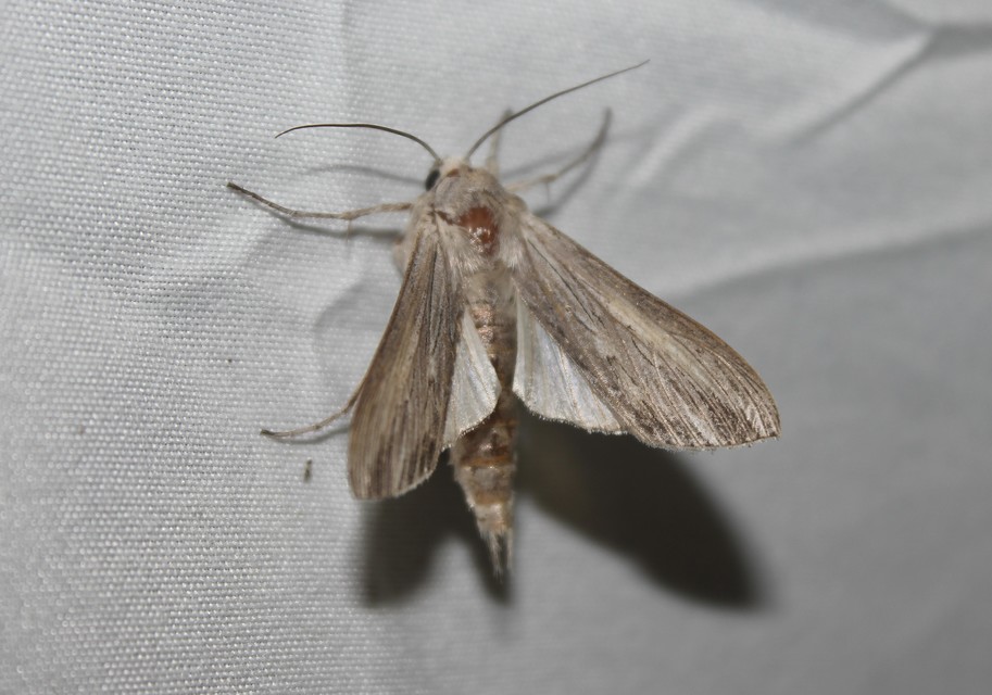 Cucullia umbratica - közönséges csuklyásbagoly