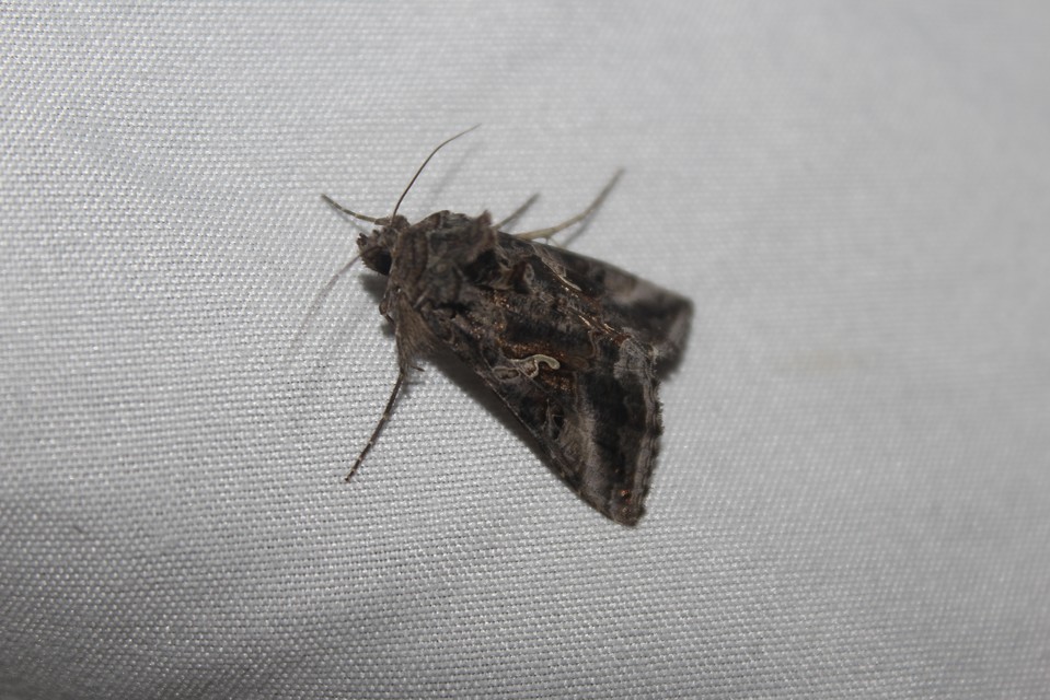 Autographa gamma - gammalepke