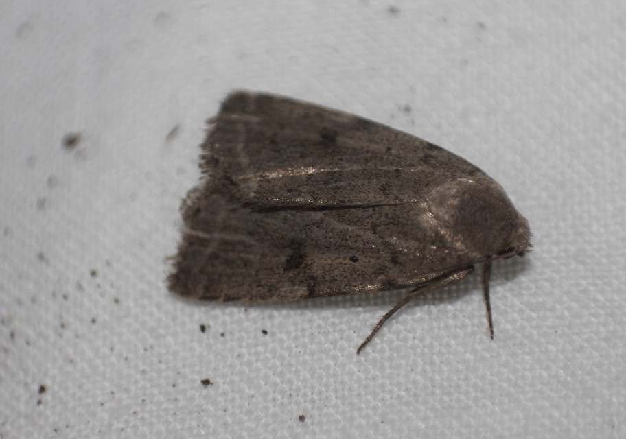 Athetis gluteosa - nyugtalan lápibagoly