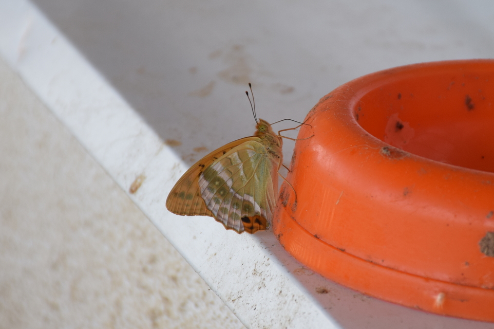 Argynnis paphia - nagy gyöngyházlepke