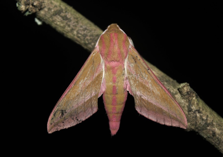 Deilephila elpenor - szőlőszender