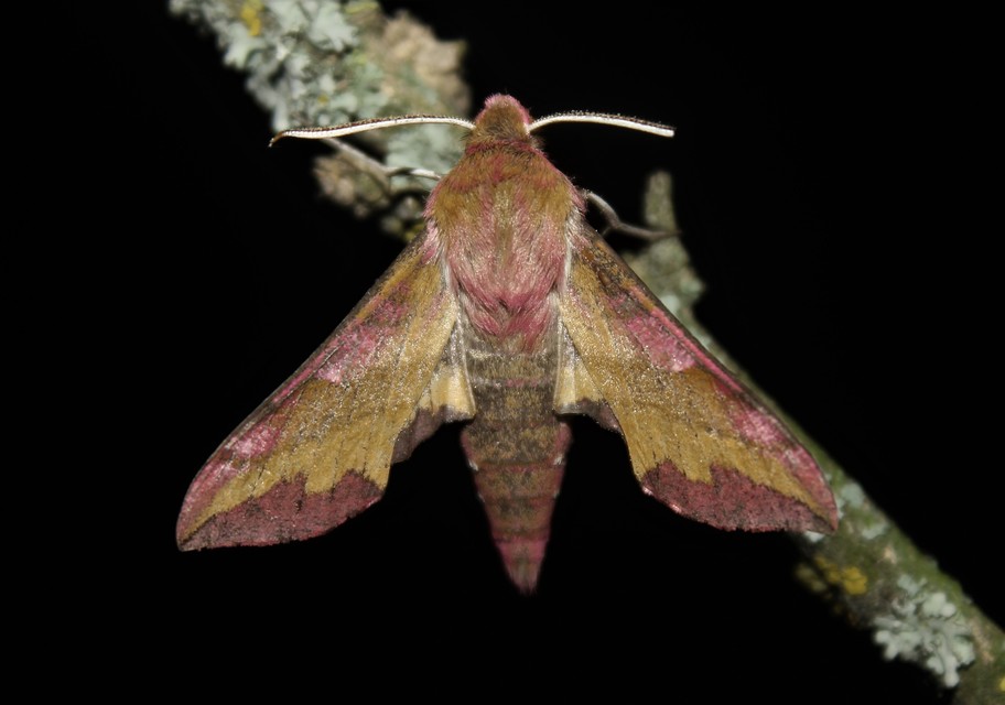 Deilephila porcellus - piros szender