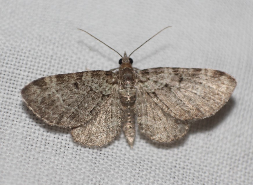 Pasiphila chloerata - hamvas törpearaszoló
