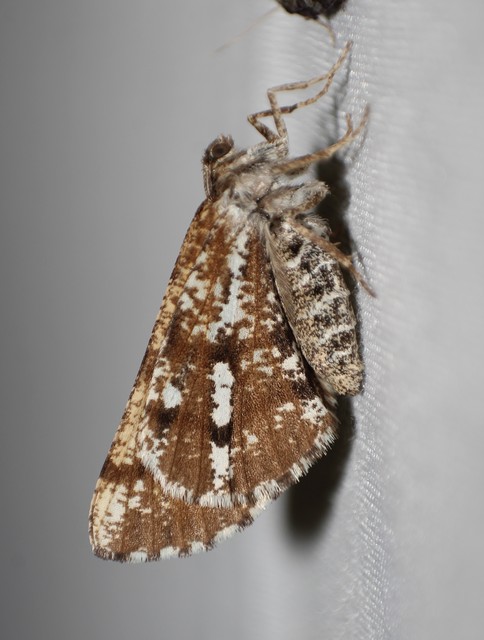 Bupalus piniaria - fenyőaraszoló
