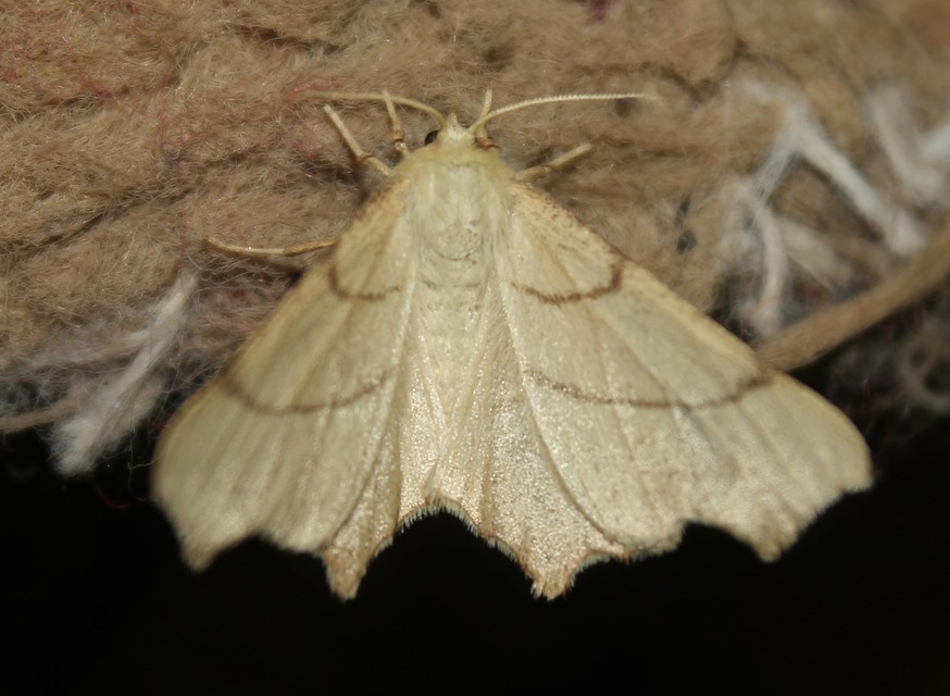Ennomos erosaria - hársfa-levélaraszoló