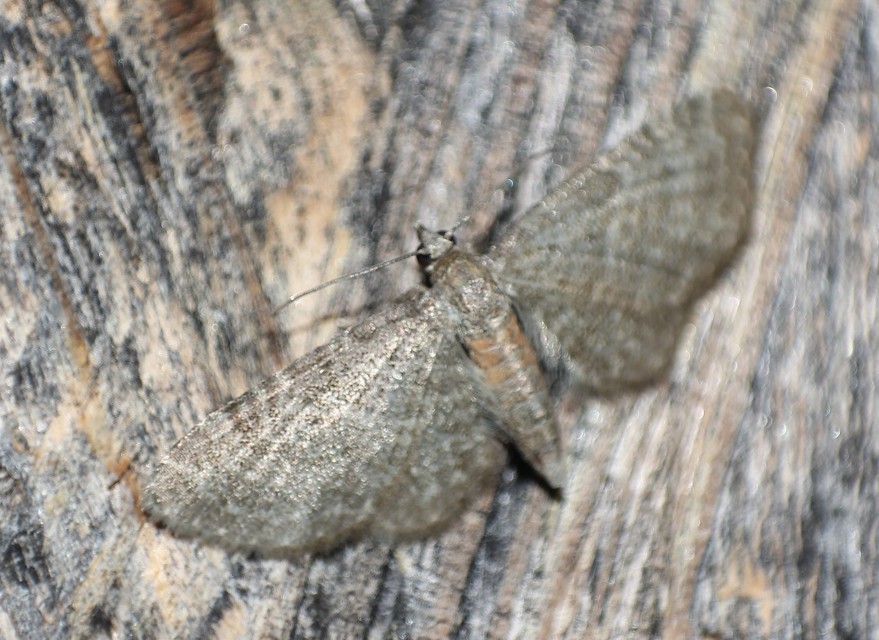 Eupithecia haworthiata - rozsdástestű törpearaszoló