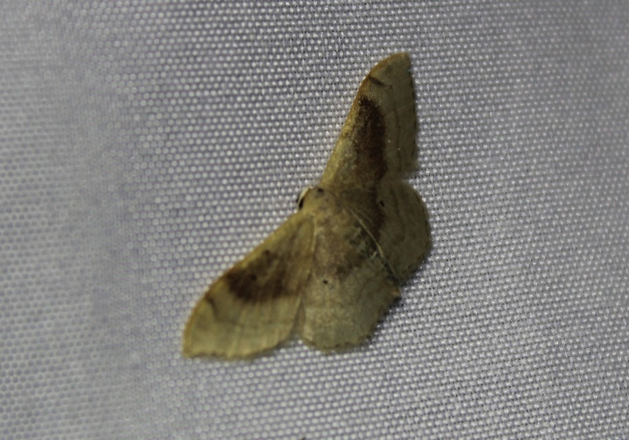Idaea degeneraria - barnasávos araszoló