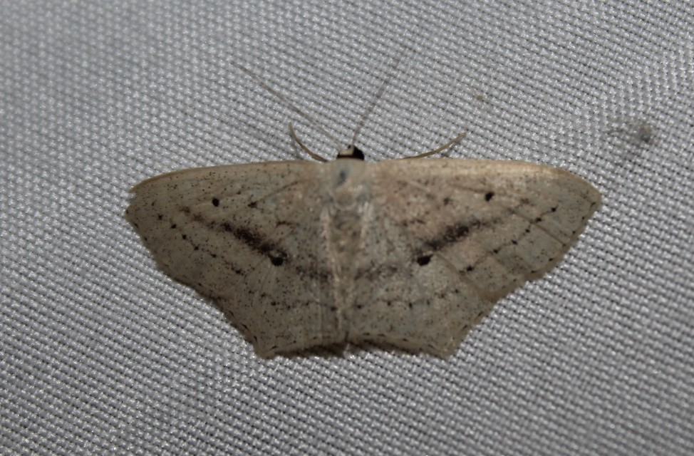 Scopula flaccidaria - alföldi sávosaraszoló
