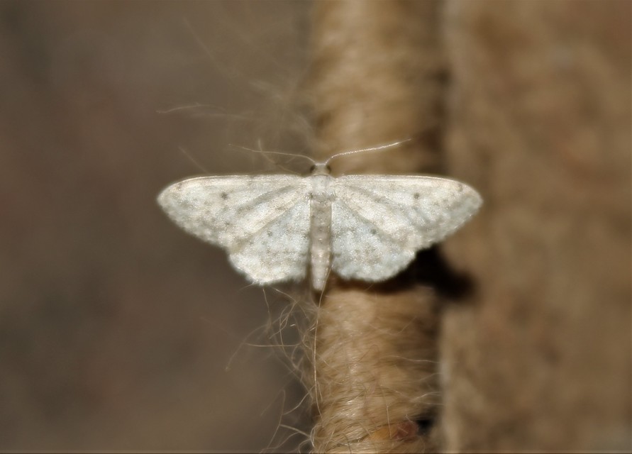 Idaea seriata - szürke apróaraszoló